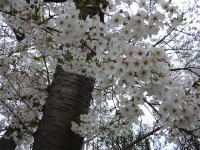 桜10