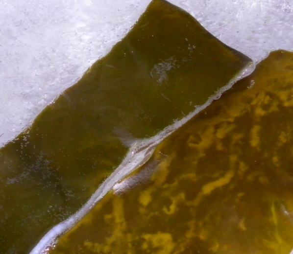 japanese-food-kombu