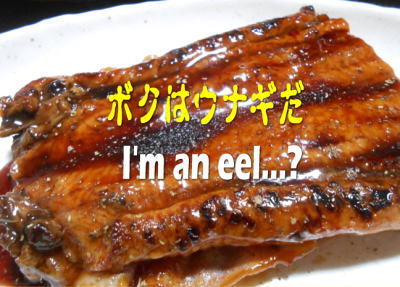 eel