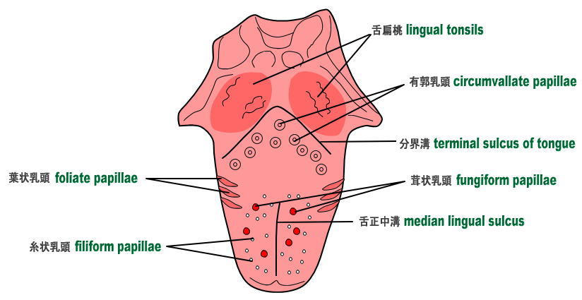 顔の部分英語用語集 舌