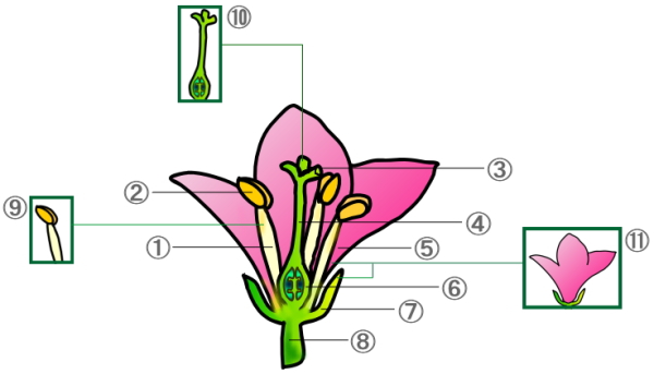 英語で学ぶ他の教科 生物 植物のつくり